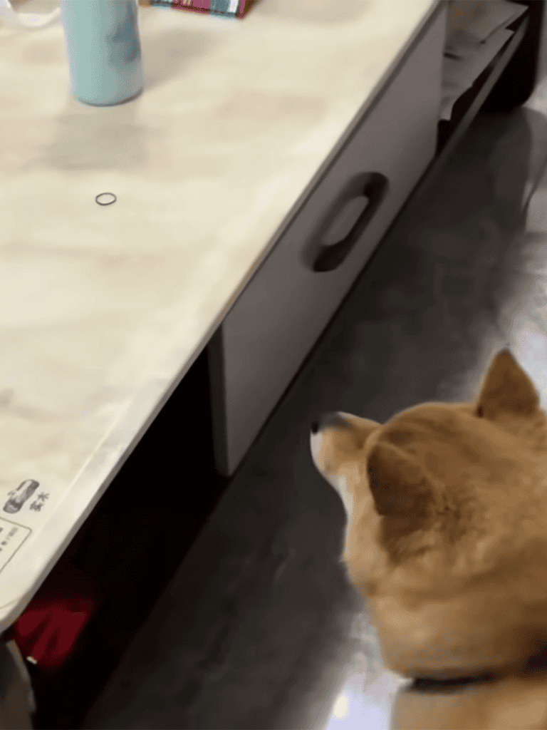 Dog waiting patiently near desk at office or home environment.