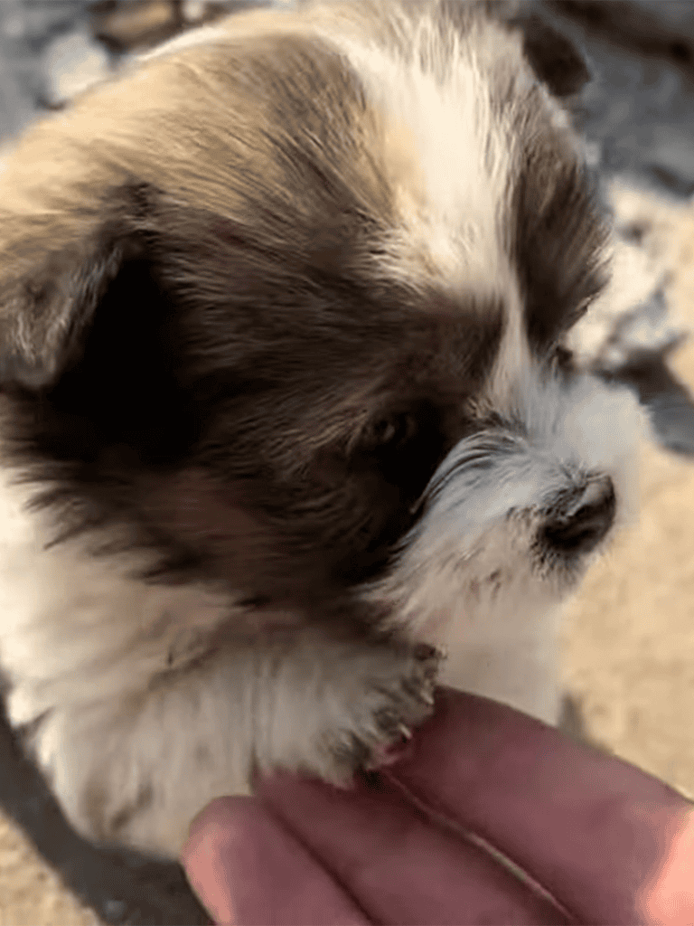 Adorable puppy with fluffy coat, playing gently with a hand, showcasing pet care and grooming expertise.
