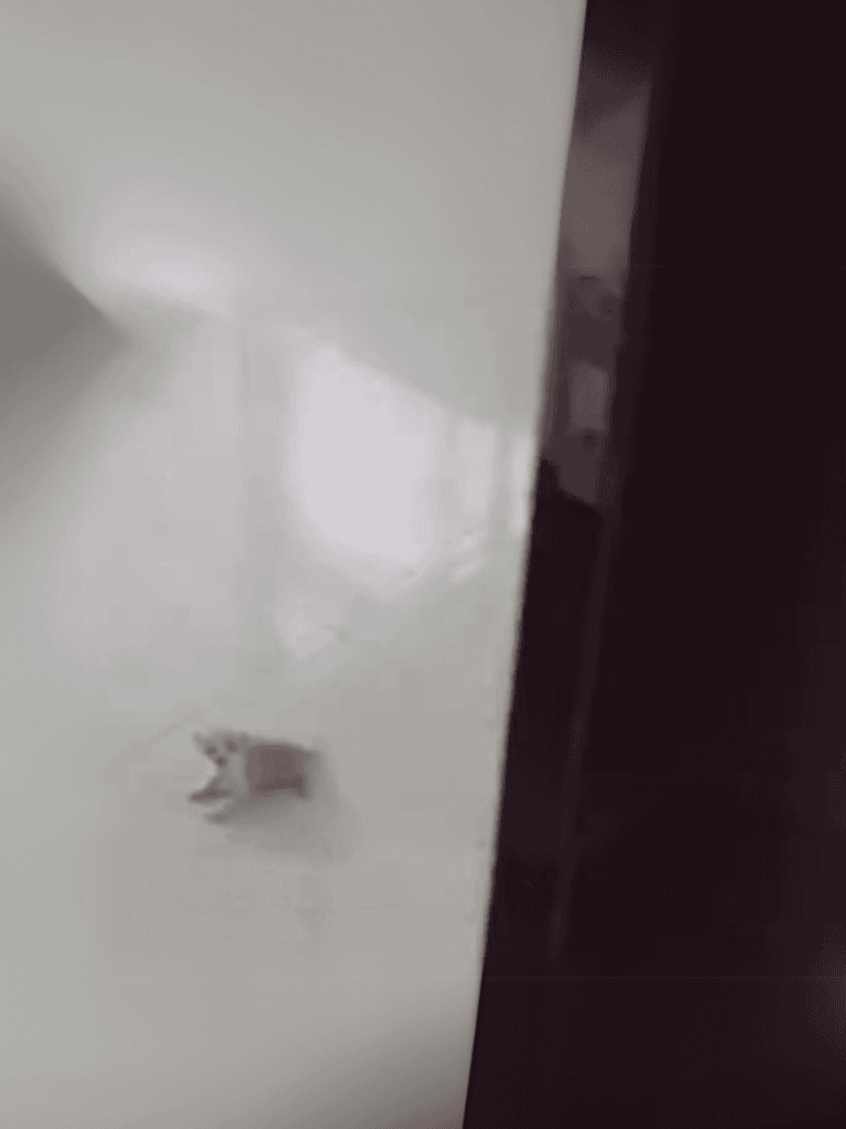 Dogfix.com offers professional dog grooming tools, accessories, and supplies for pet owners and groomers.