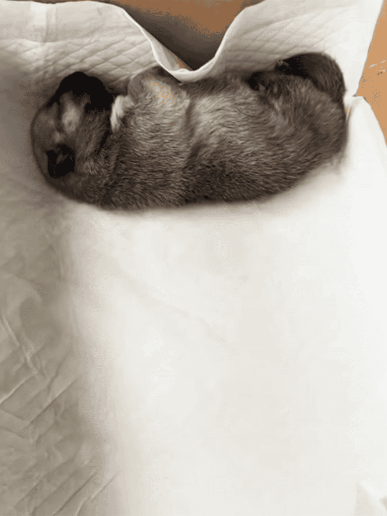 Cute sleeping puppy lying on soft white bedding, perfect for dog lovers searching for adorable pet images.