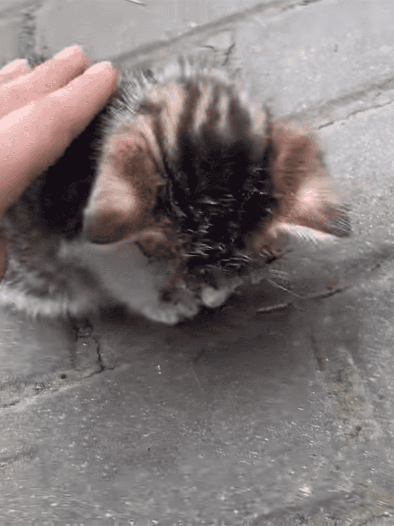 Adorable kitten being petted on its head.