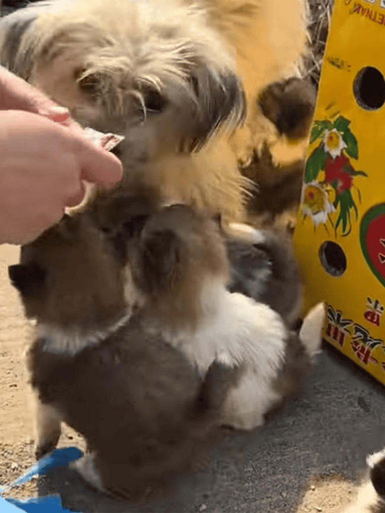 Alt: Small puppy being fed treats, surrounded by multiple fluffy puppies, with dog toy bag nearby.