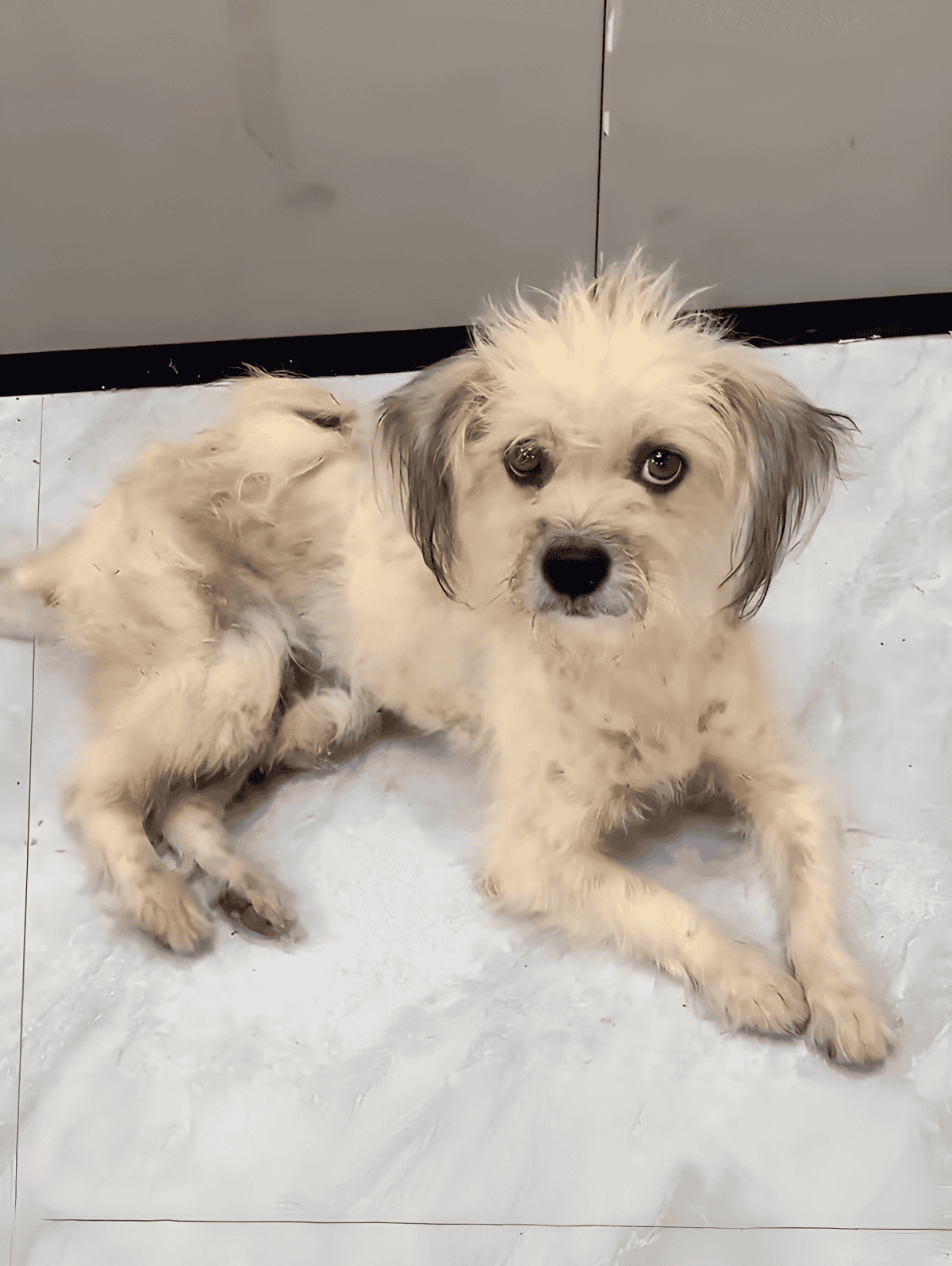 Adorable puppy with fluffy, curly fur lying on marble floor, looking at camera.