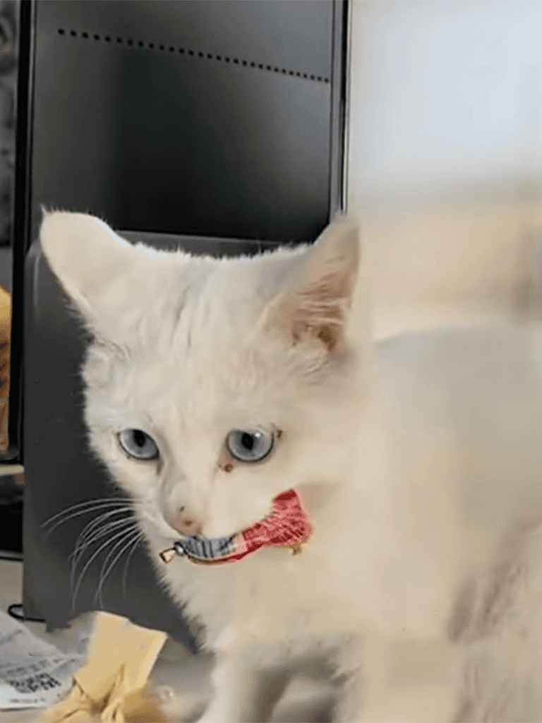 Adorable white cat with blue eyes and a playful expression.