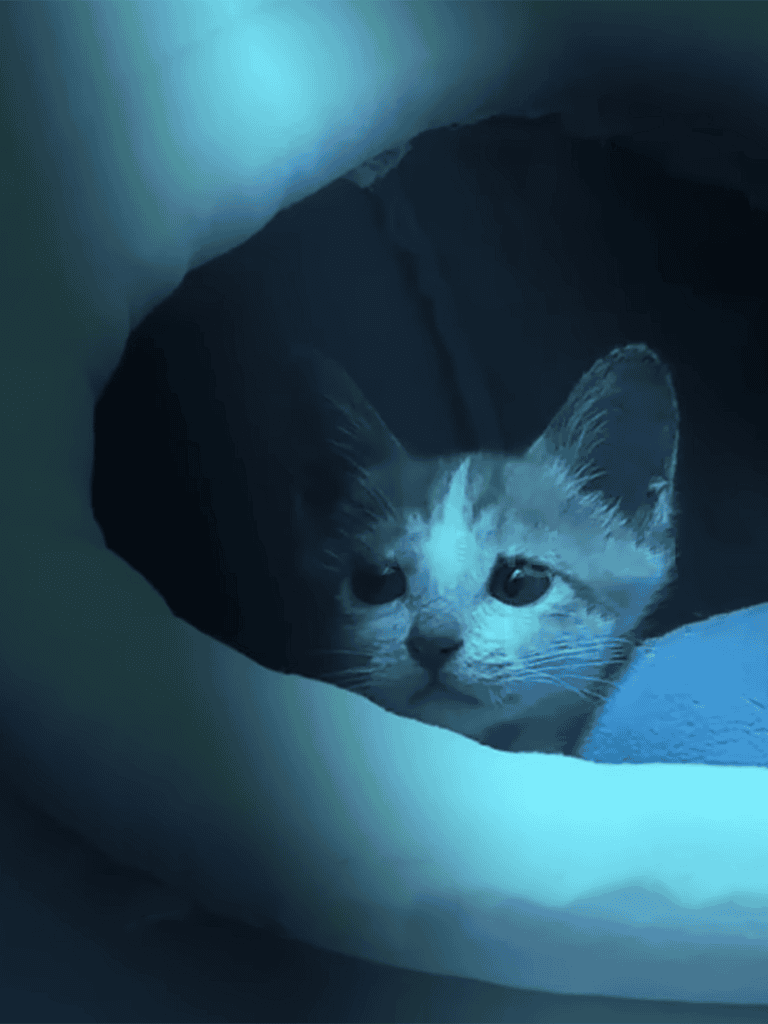 Close-up of a kitten peeking out from a cozy blanket, showcasing adorable feline curiosity.