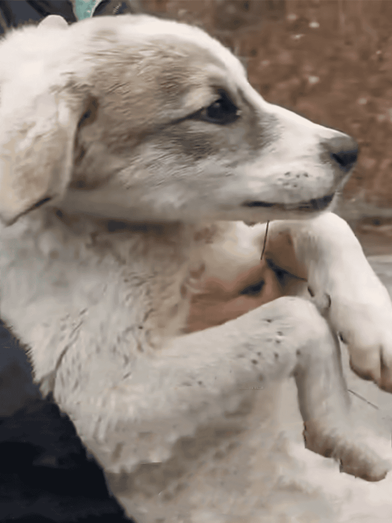 Adorable Husky puppy playing on the ground, showcasing playful and cute dog behavior. Perfect for dog lovers and pet care content.