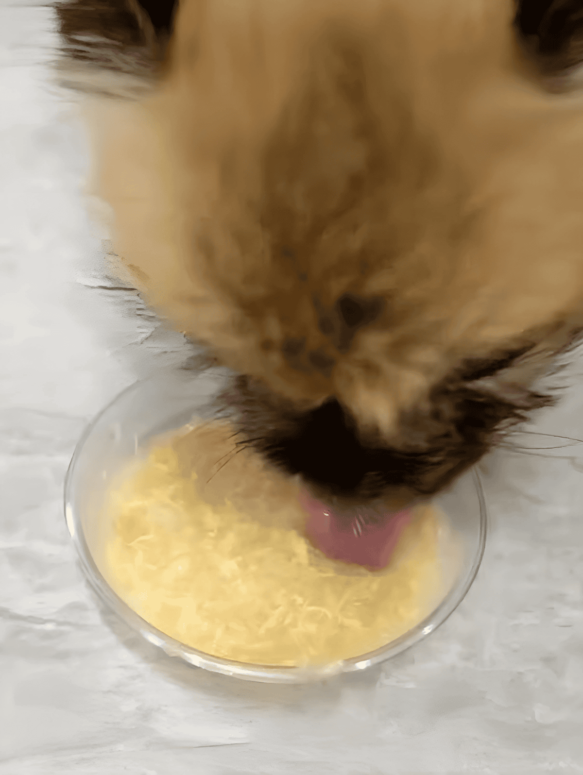 Close-up of a cute puppy eating homemade dog food with chicken and rice.