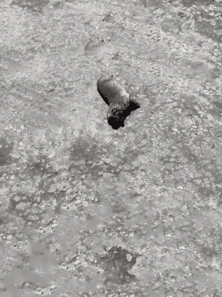 Dog lying on rough dirt ground, black and white fur, outdoor setting.