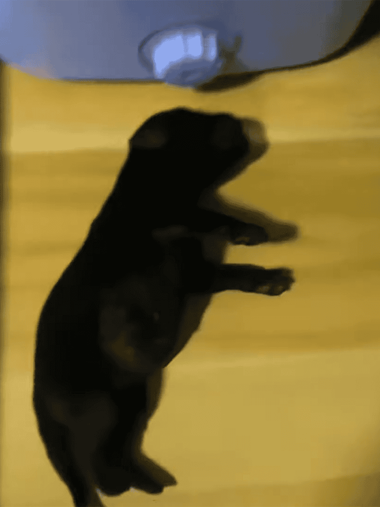 Cute black puppy lying on yellow floor, peaceful and cozy, perfect for pet care and dog health.