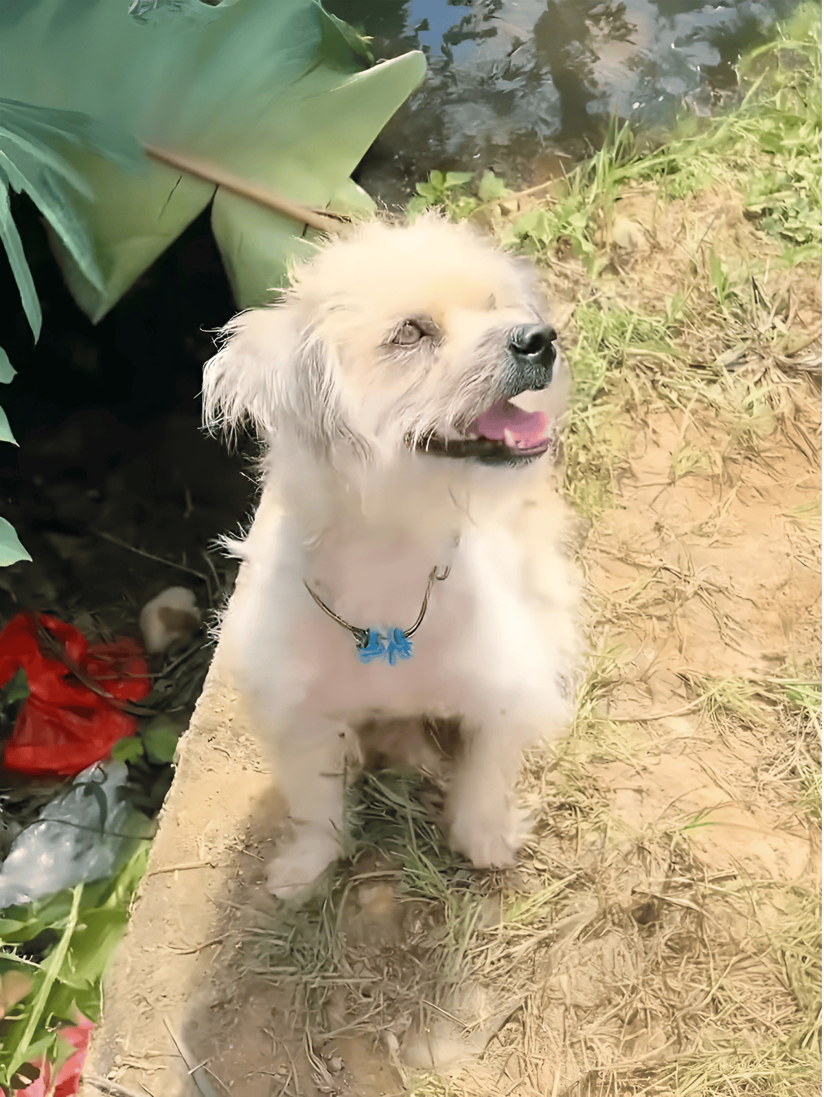 Adorable puppy outdoor near water, nature scene, playful and happy dog.