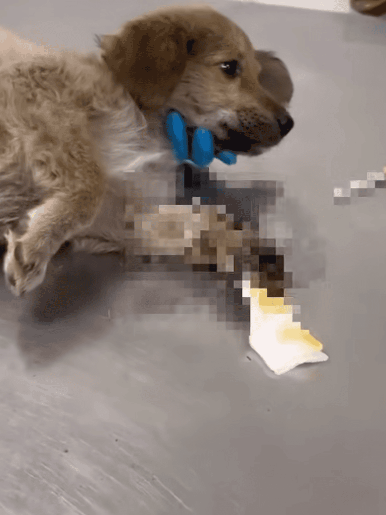 Adorable puppy chewing on a blue chew toy in a cozy home setting.