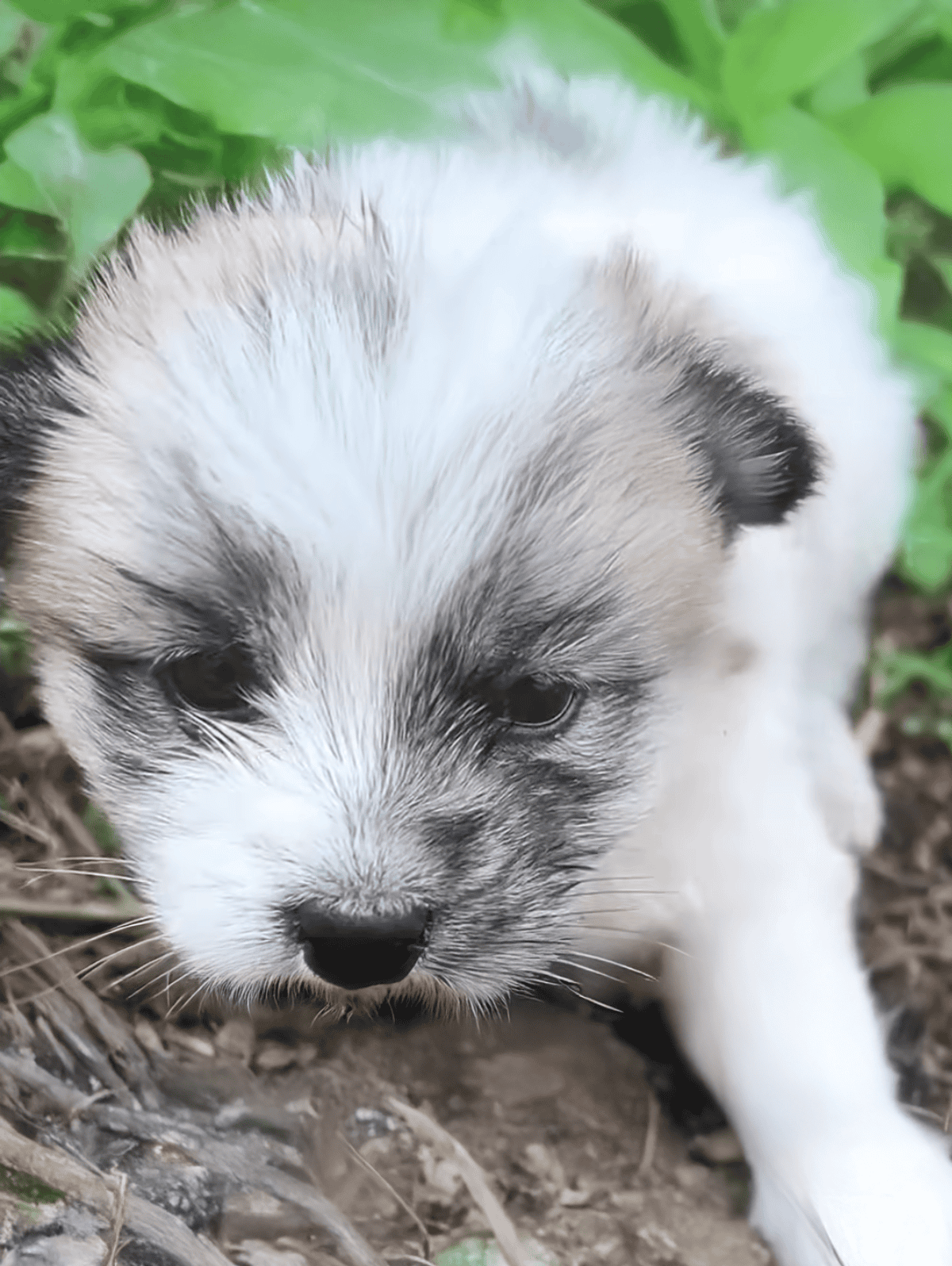 Cute Siberian Husky puppy with striking blue eyes surrounded by green foliage.