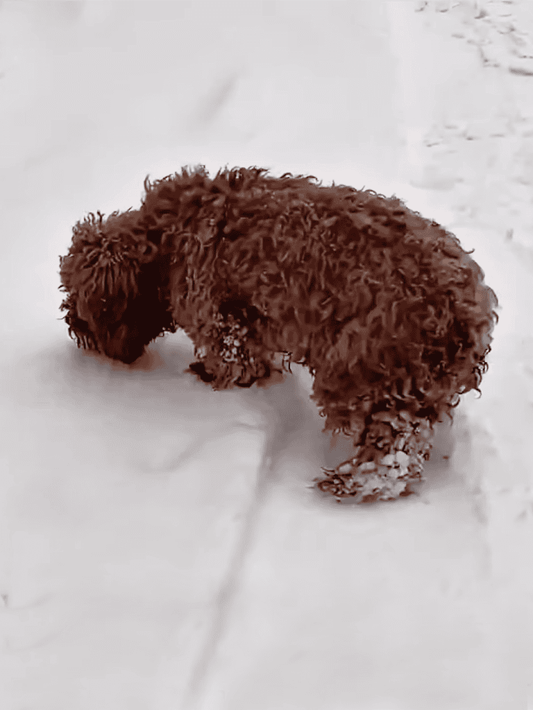 Playful brown curly dog in fresh snow, enjoying outdoor winter fun.