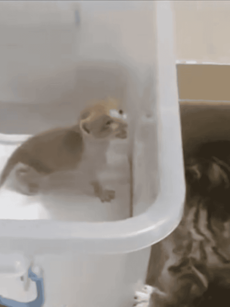 Adorable puppy playing in a white bathtub, exploring and having fun.