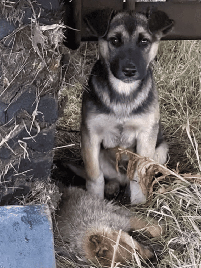 Cute puppy and dying animal in nature.