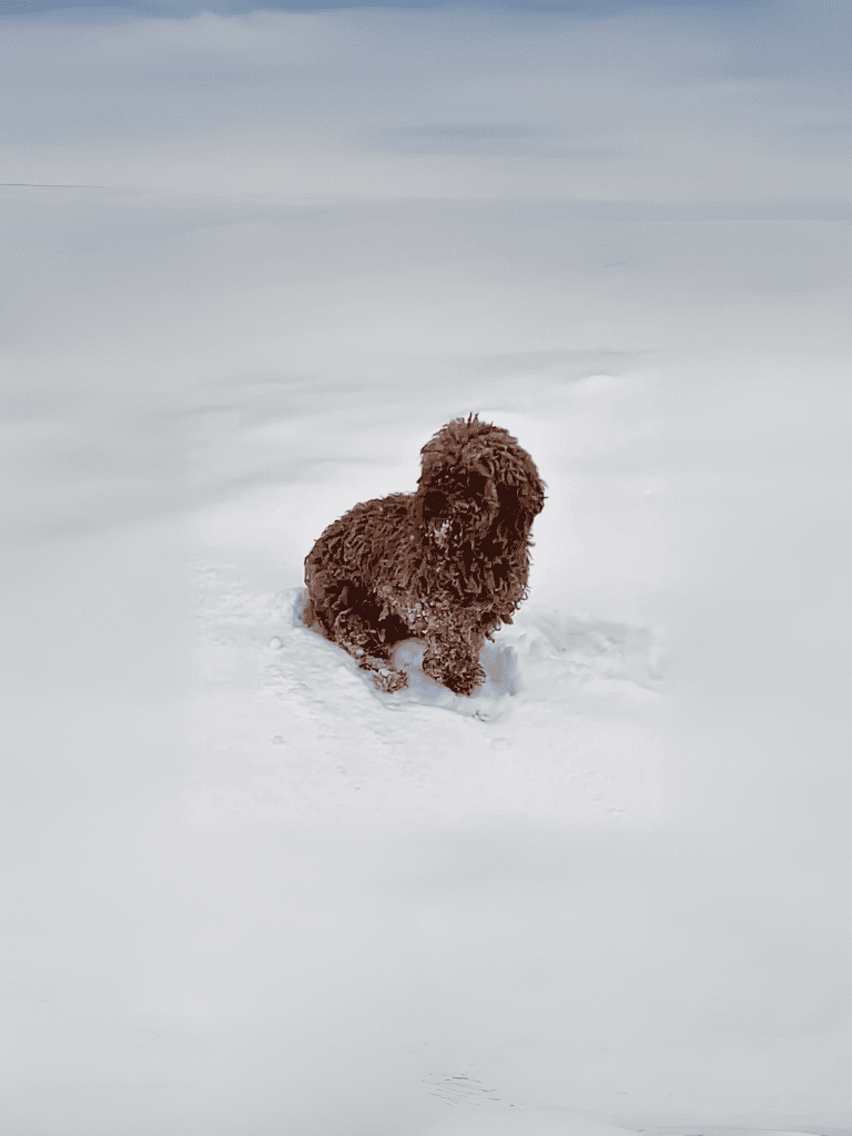 Adorable brown Labr Labrador puppy enjoying snowy outdoors for exercise and fun.