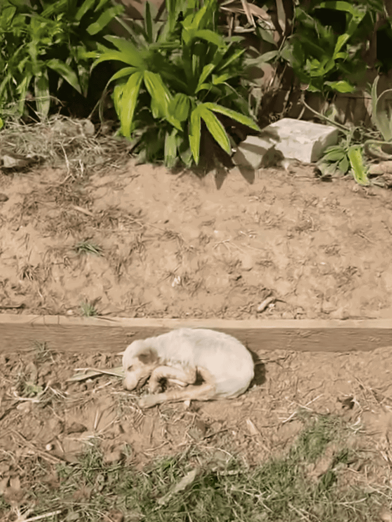 Adorable young dog resting on dirt with green plants in background.