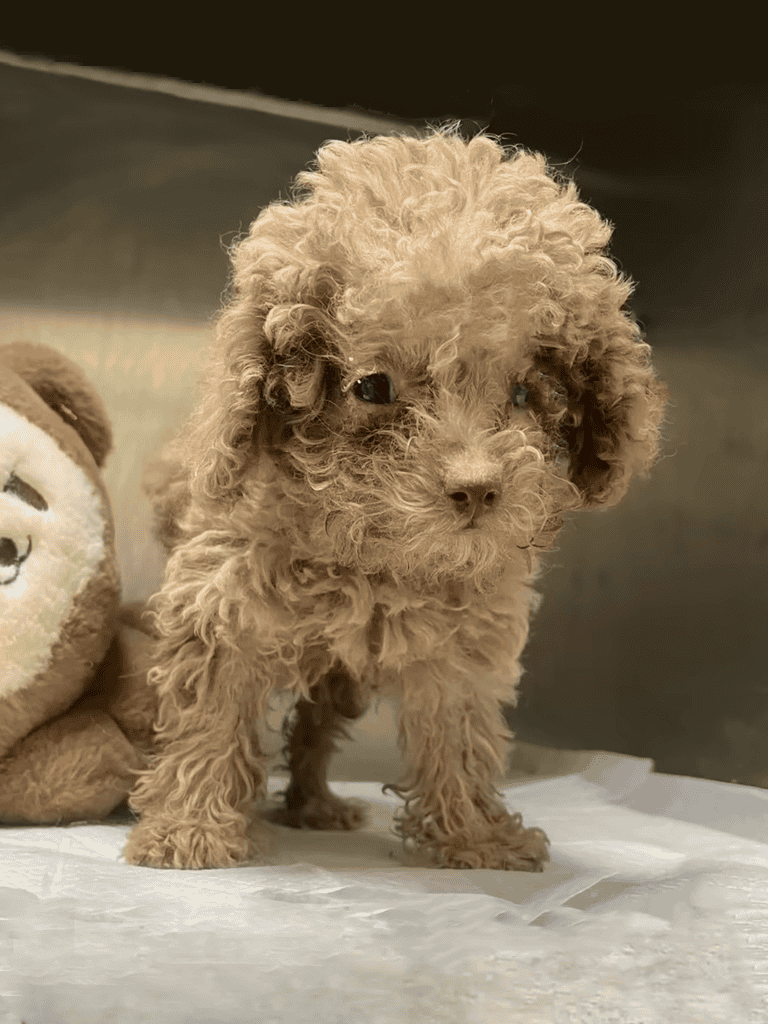 Adorable curly-coated poodle puppy for sale or adoption. Perfect for families or as a pet.
