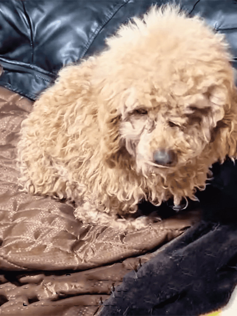 Dog lounging on soft blanket, curly fur, adorable pet relaxation, cute dog resting indoors.