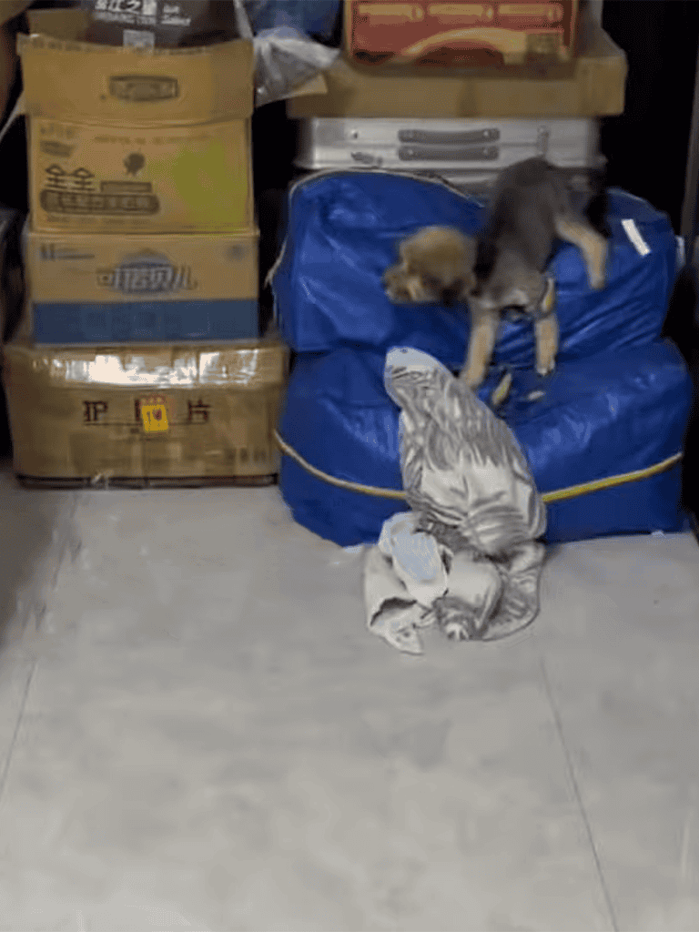 Cute puppies exploring storage area with boxes and bags.
