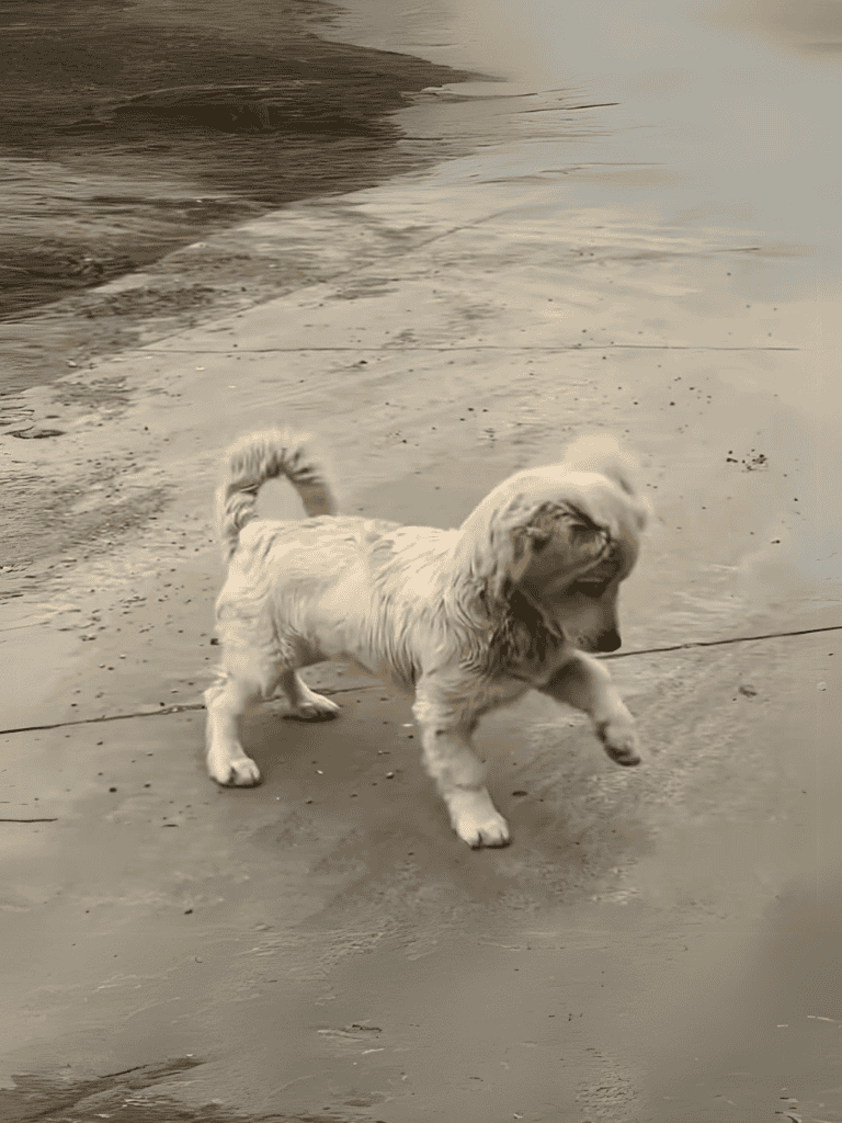 Adorable puppy exploring the shoreline, playing on the beach with wet sand and gentle waves.