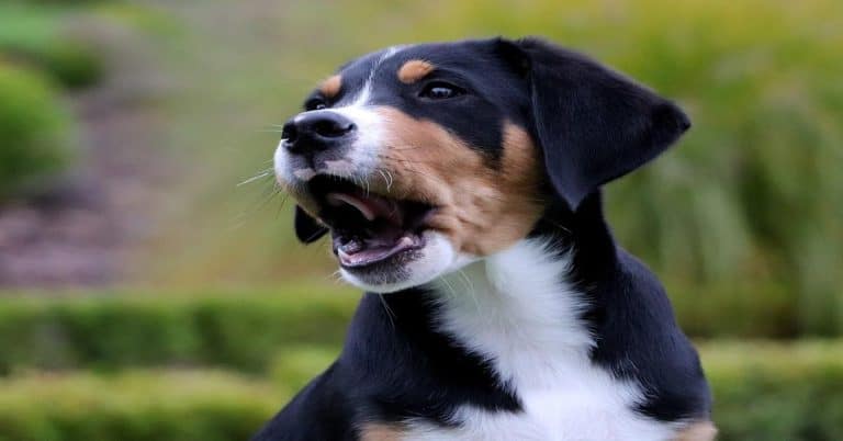 Adorable dog mid-bark with open mouth and alert expression, perfect for dog training and pet care visuals.