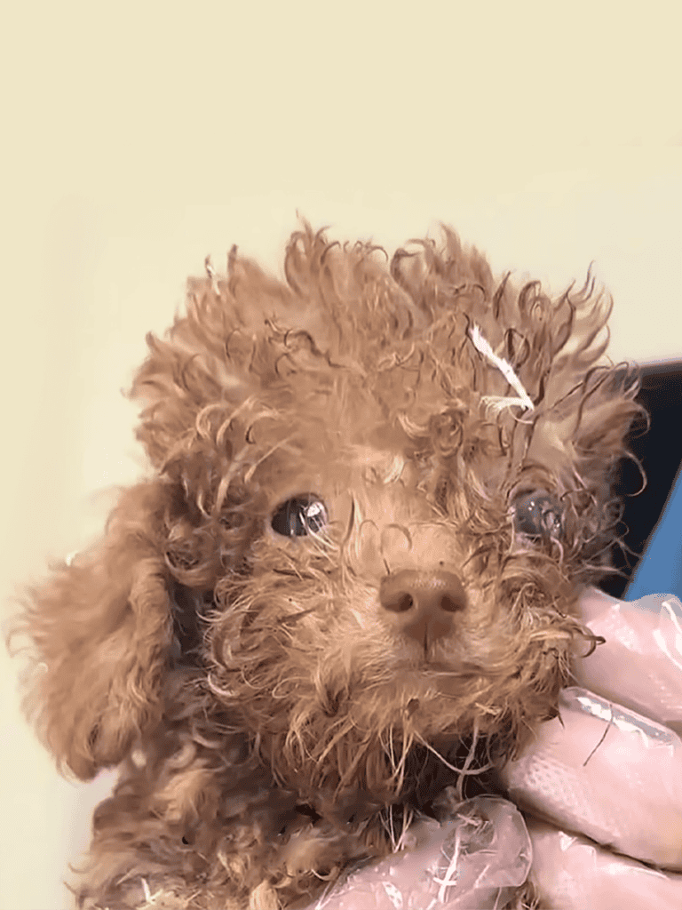 Adorable curly-haired poodle puppy with a cute expression.