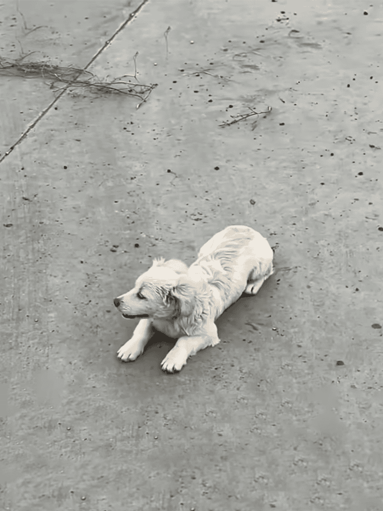 Adorable puppy lying on concrete ground outdoors.