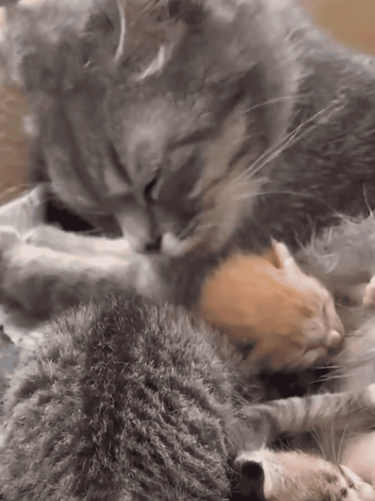 Adorable grey kitten cuddling with tiny puppies, highlighting pet bonding and furry animal friendship.