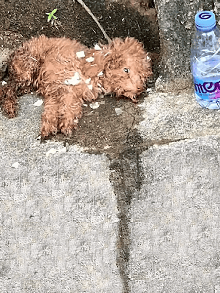 Small curly-haired puppy lying on stone surface with water bottle nearby.