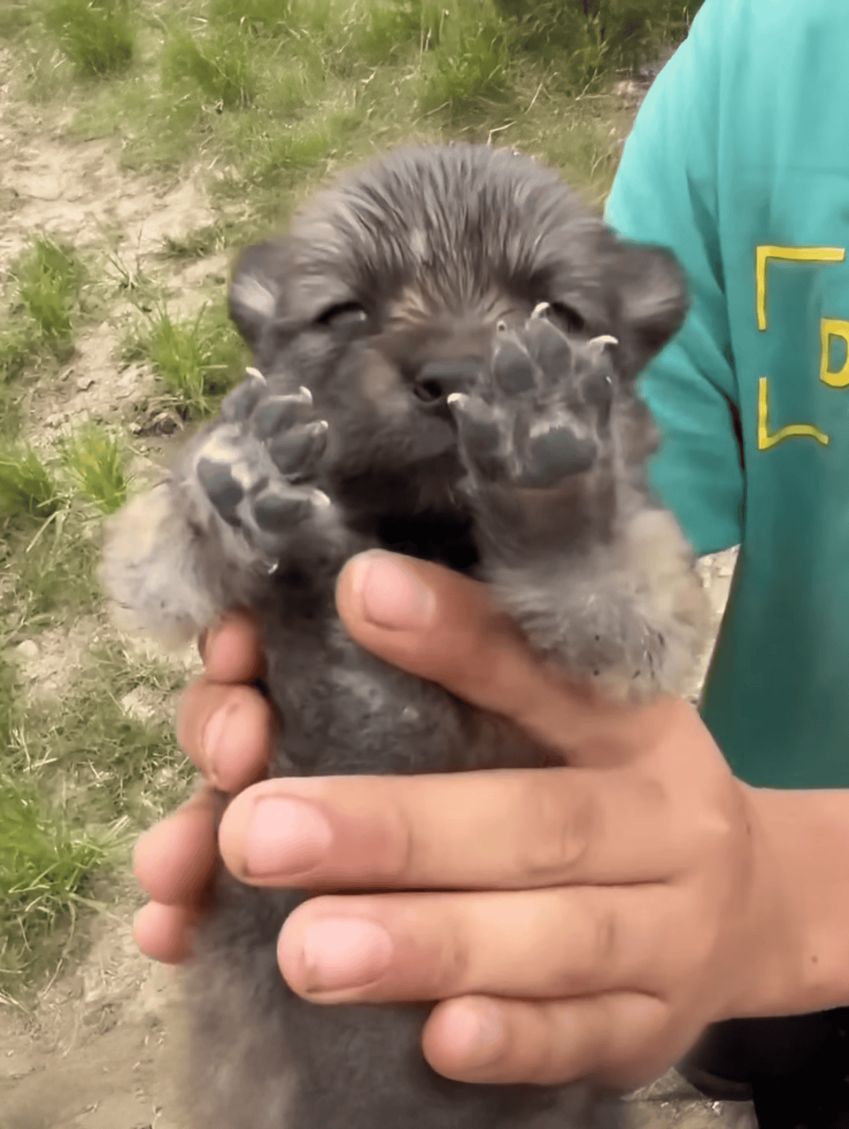 Cute puppy with playful paws, held gently by a person outdoors, in a grassy area.