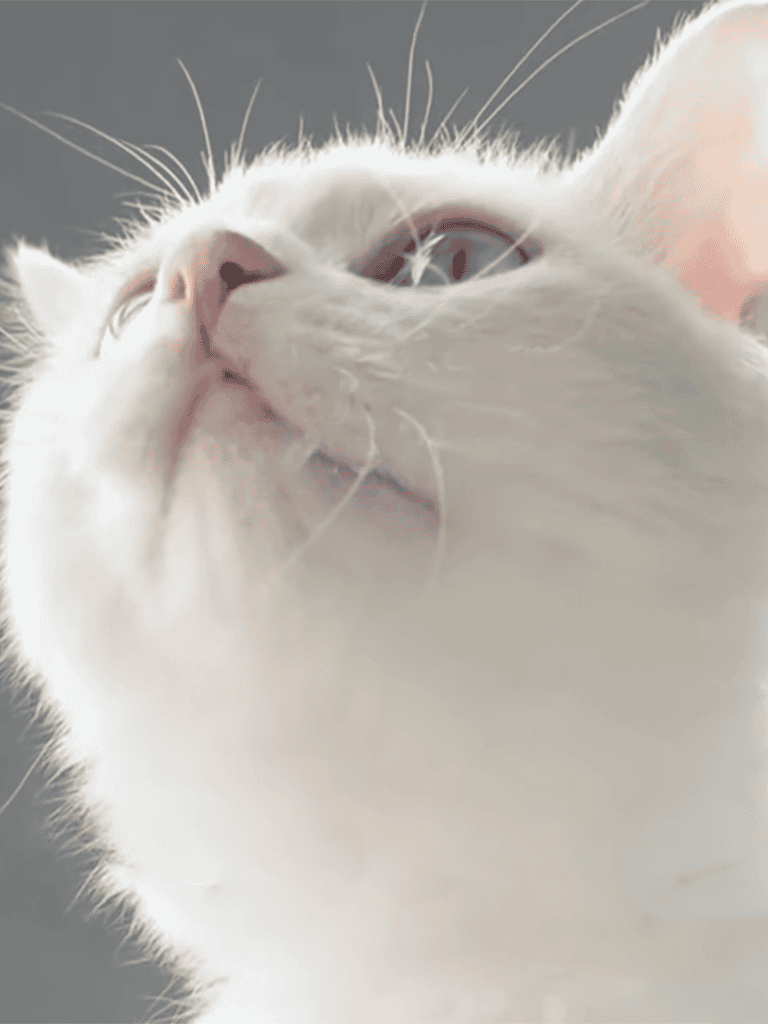 Adorable white cat's face with pink nose and beautiful eyes.