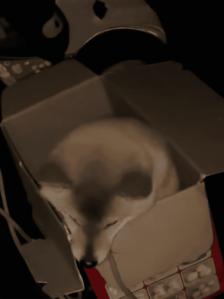 Cute puppy resting in a cardboard pet carrier, perfect for dog transport or travel safety.