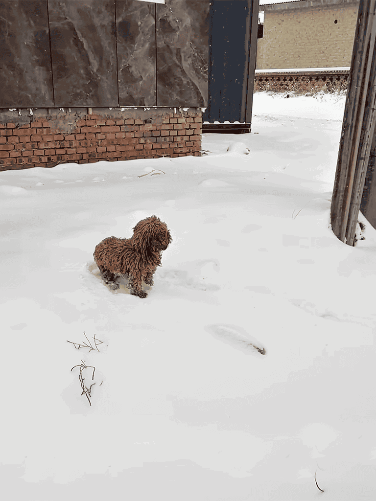 Dog walking in winter snow outside home.