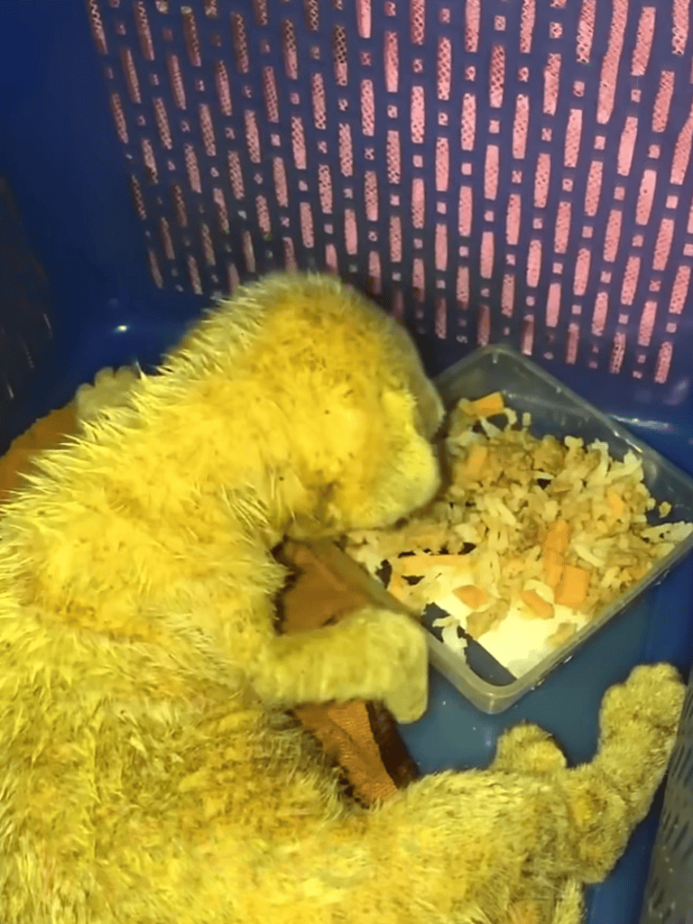 Young puppy eating nutritious food in a cage.