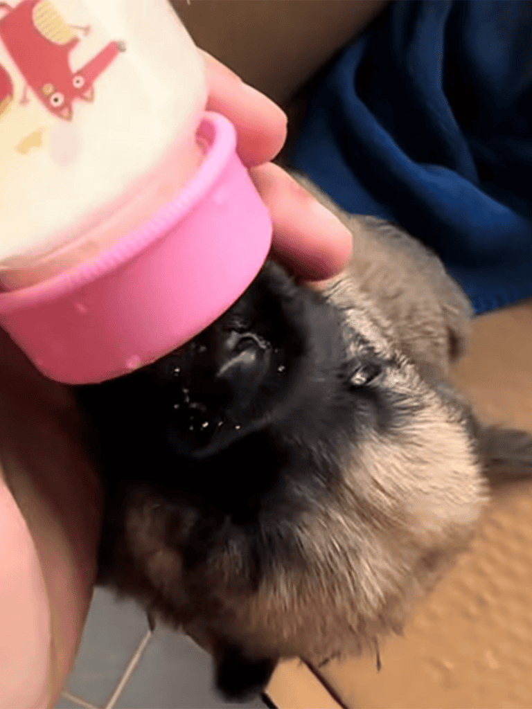 Adorable puppy feeding with a pink bottle, showcasing pet care and nutrition tips.