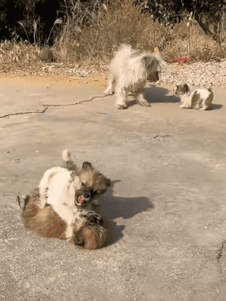 Adorable puppies wrestling and playing on concrete outdoor surface with a fluffy dog in the background.
