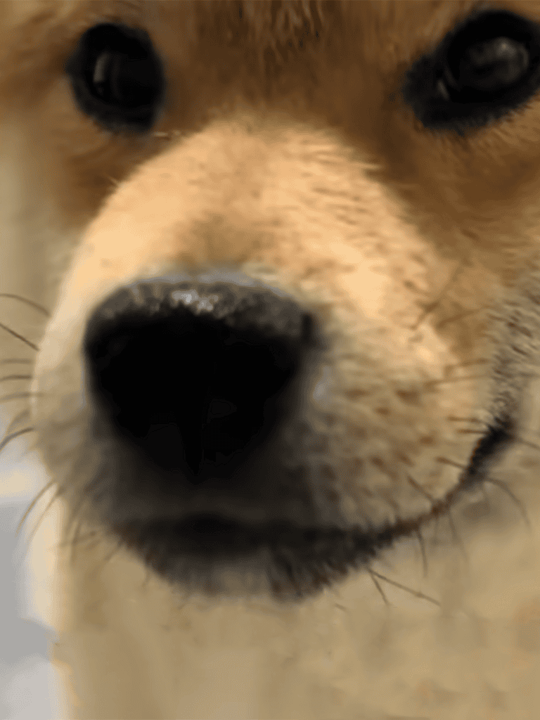 Close-up of adorable Husky puppy's nose and eyes, highlighting puppy grooming and care.
