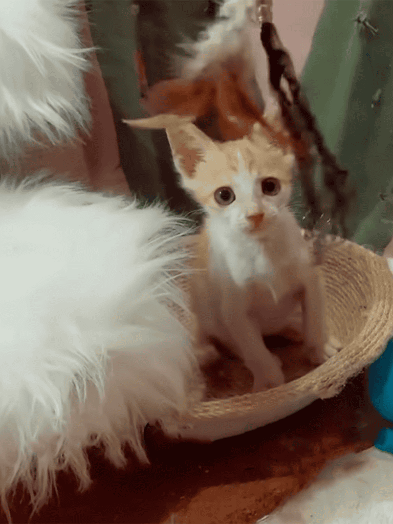 Cute kitten sitting in a woven basket, complementing a fluffy dog beside it. Ideal for pet lovers and animal care.