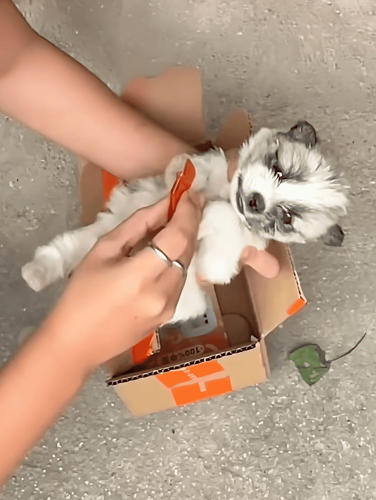 Friendly puppy bath in cardboard box, highlighting safe dog grooming and care.