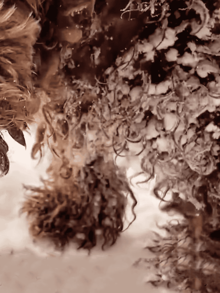 Close-up of a curly-haired dog playing in leaves during fall.