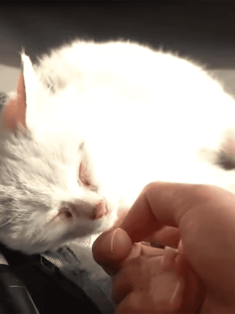 Adorable white kitten napping, curled up with soft fur in a cozy spot.