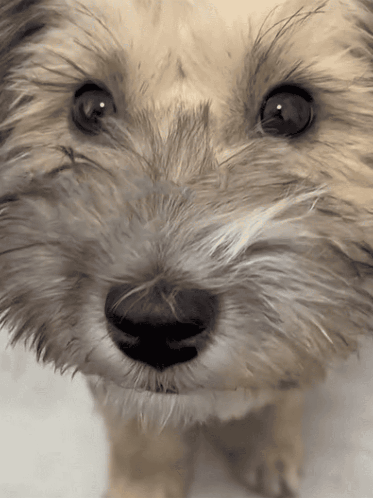 Adorable miniature schnauzer puppy with fluffy gray fur and expressive eyes.