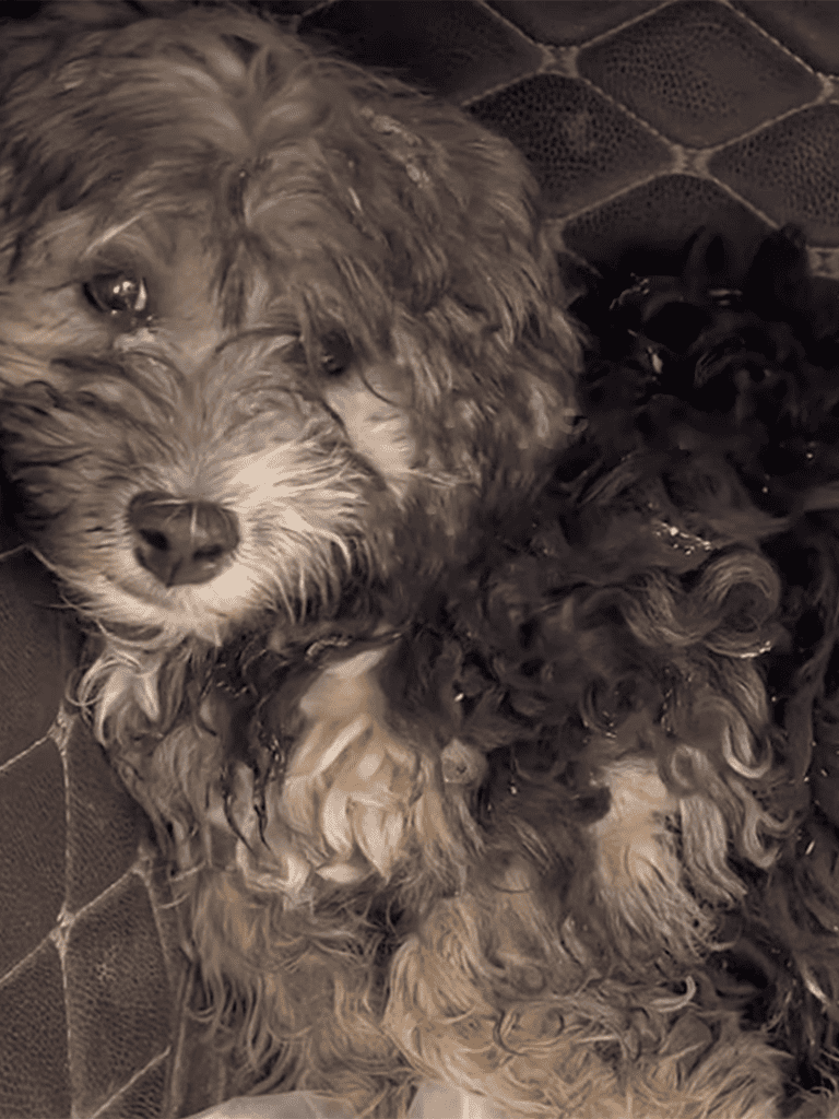 Adorable fluffy dog with curly fur resting on quilted fabric surface.