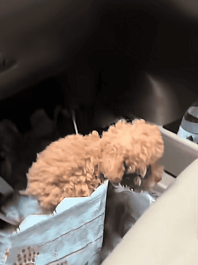 Small brown poodle puppy riding in car, travel-friendly dog, cute and fluffy.