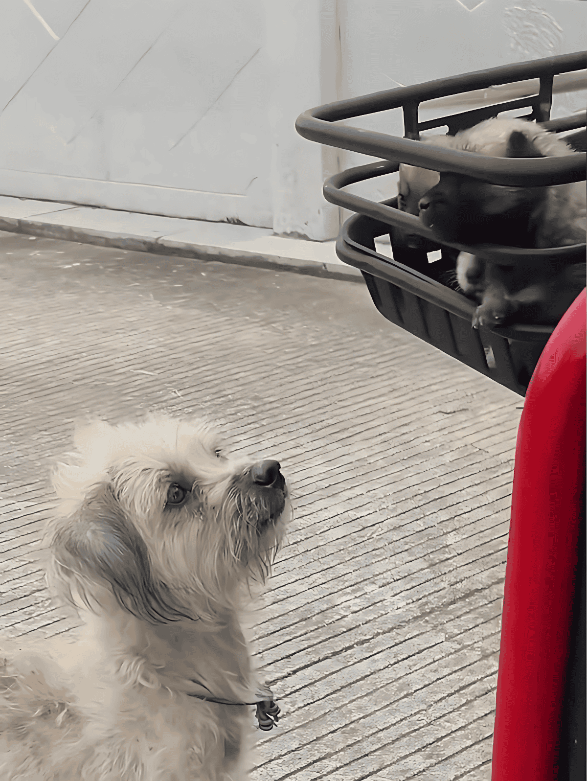 Friendly dog on concrete surface gazing at dog in basket attached to cart outdoors.