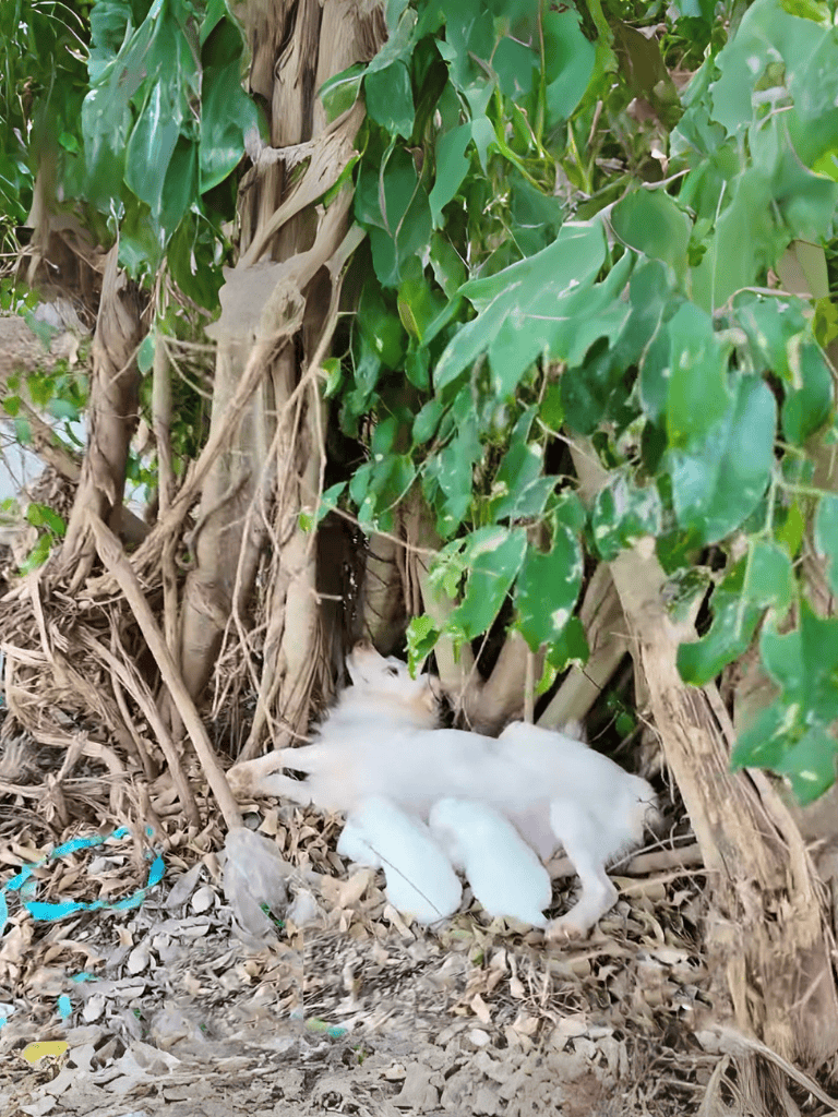 Dogmother caring for puppies amidst lush greenery and fallen leaves.
