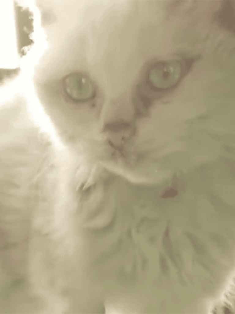 Close-up of a fluffy white cat with bright green eyes, soft fur, and a curious expression. Perfect for pet care and feline grooming content.