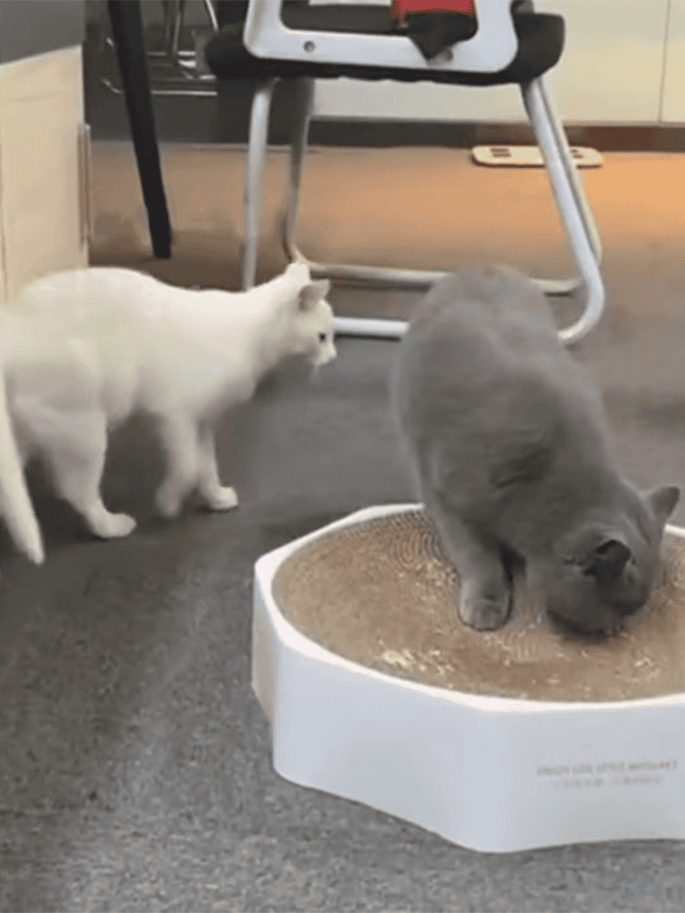 Adorable puppies near a cozy dog bed in a modern home.