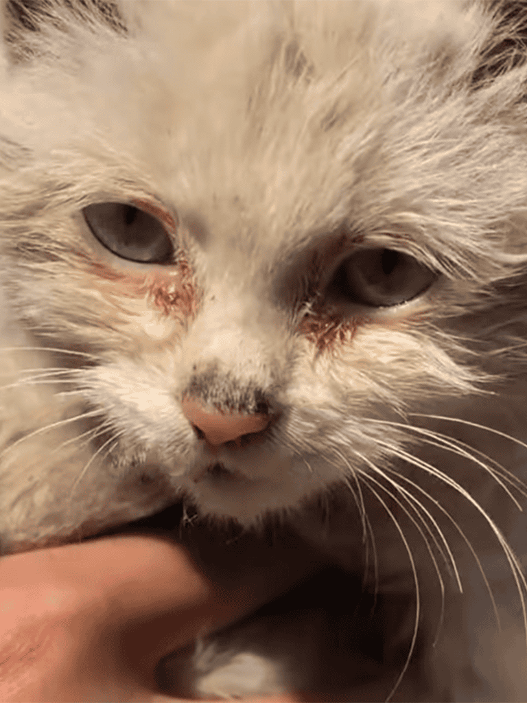 Close-up of a sick cat with eye infection, needing veterinary attention for healing.